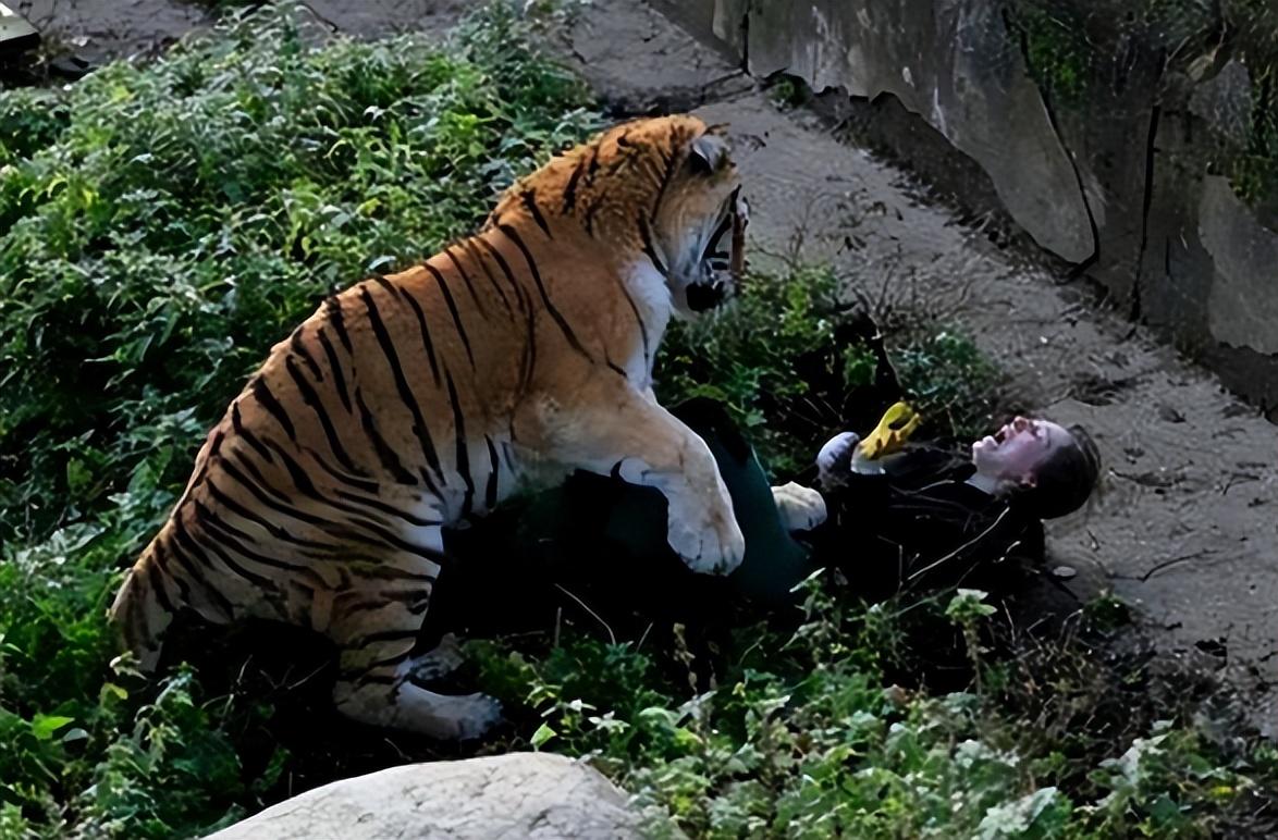 翻进动物园被老虎咬死这种行为是非常危险和不负责任的，不仅可能导致自身死亡，还会对动物园的动物和其他游客造成威胁。如果您进入动物园时没有遵守规定和安全警示，并且冒险翻越围栏或隔离设施，可能会被动物攻击并造成严重伤害或死亡。