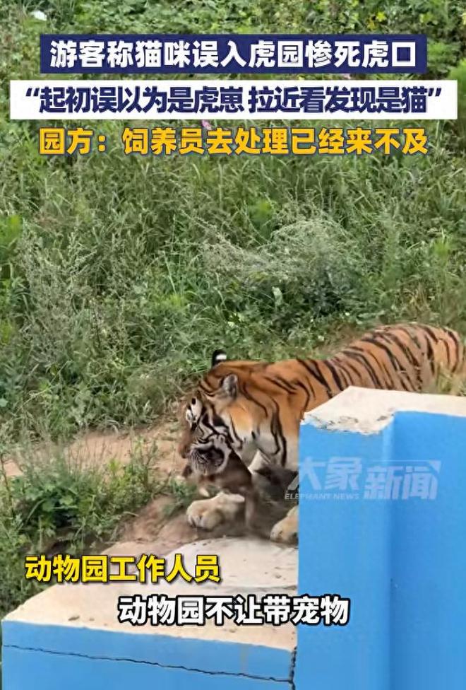 动物园回应猫咪误入虎园被咬死动物园回应猫咪误入虎园遭不幸，引发社会关注与思考