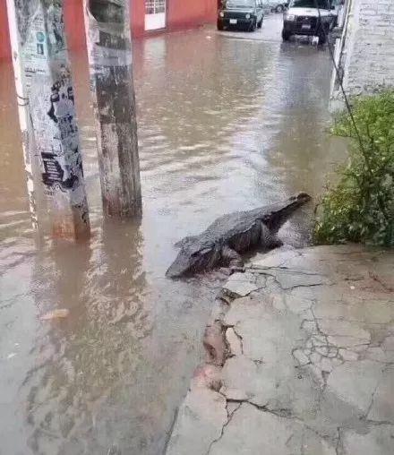 印度暴雨过后 鳄鱼在马路上散步印度暴雨过后，鳄鱼上演马路散步，自媒体揭示背后的生态与环境问题